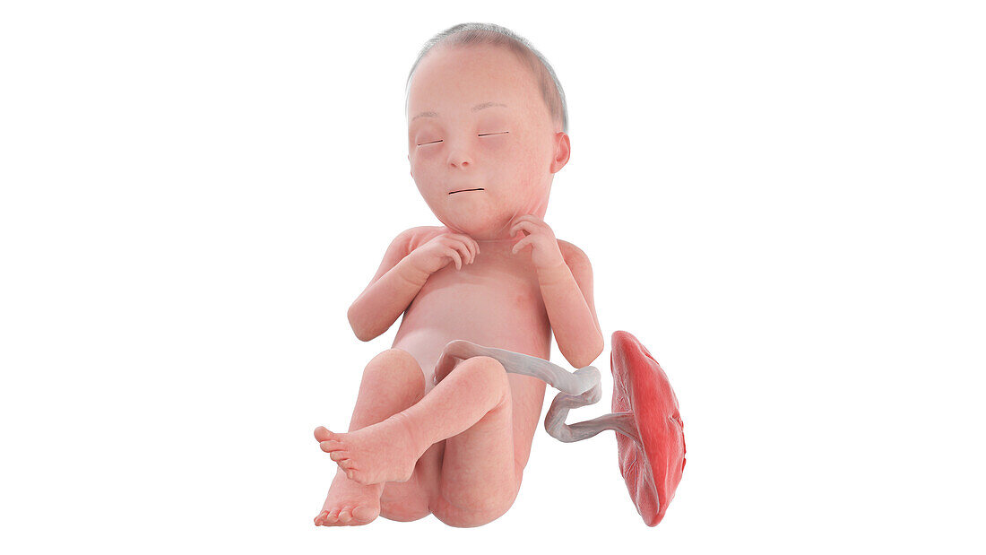 Human foetus at week 26, illustration