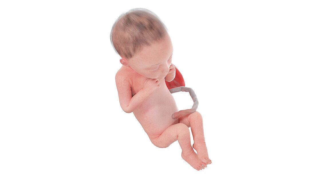 Human foetus at week 26, illustration