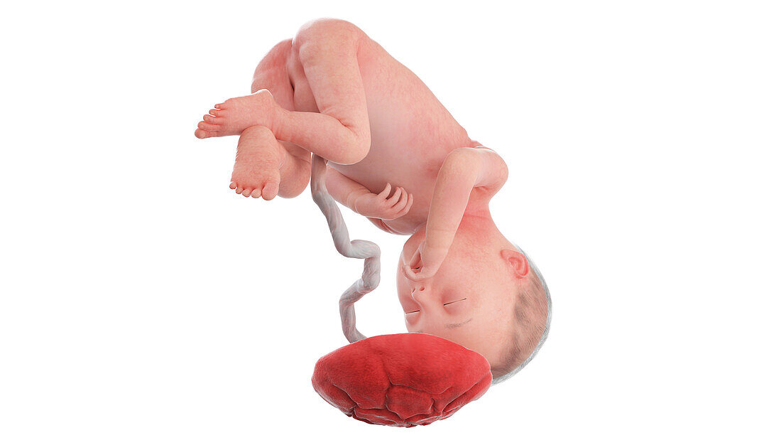 Human foetus at week 27, illustration