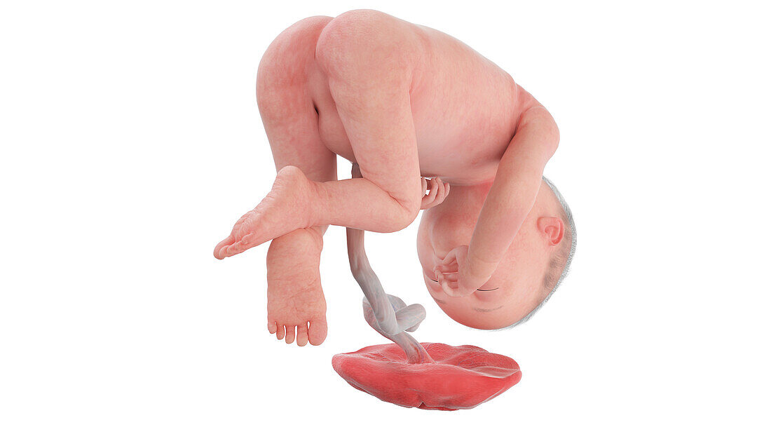 Human foetus at week 27, illustration