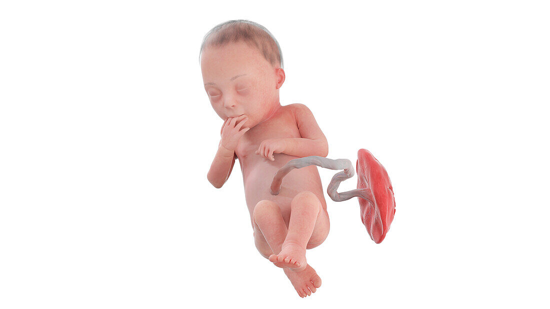 Human foetus at week 28, illustration