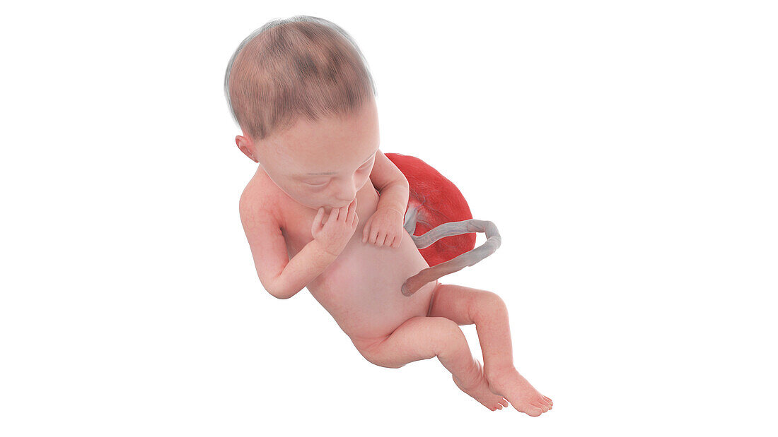 Human foetus at week 28, illustration