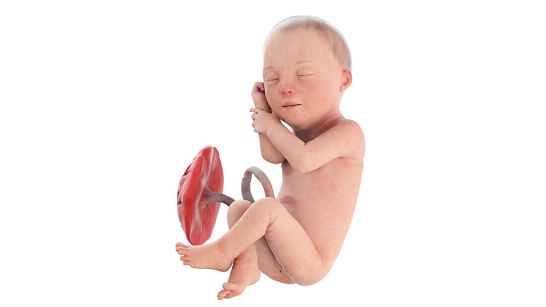 Human foetus at week 29, illustration