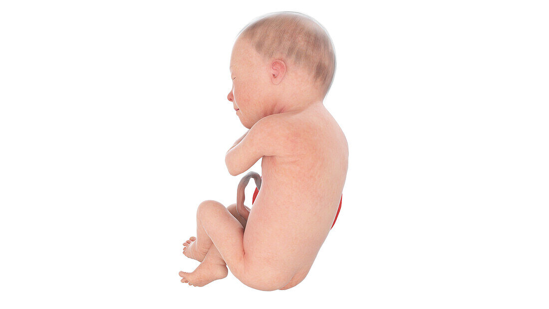 Human foetus at week 29, illustration
