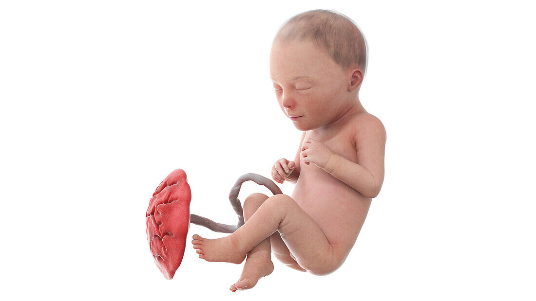 Human foetus at week 30, illustration
