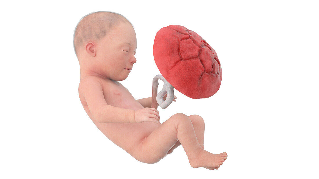 Human foetus at week 31, illustration