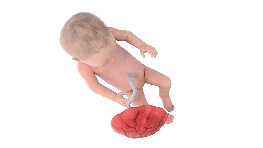 Human foetus at week 31, illustration