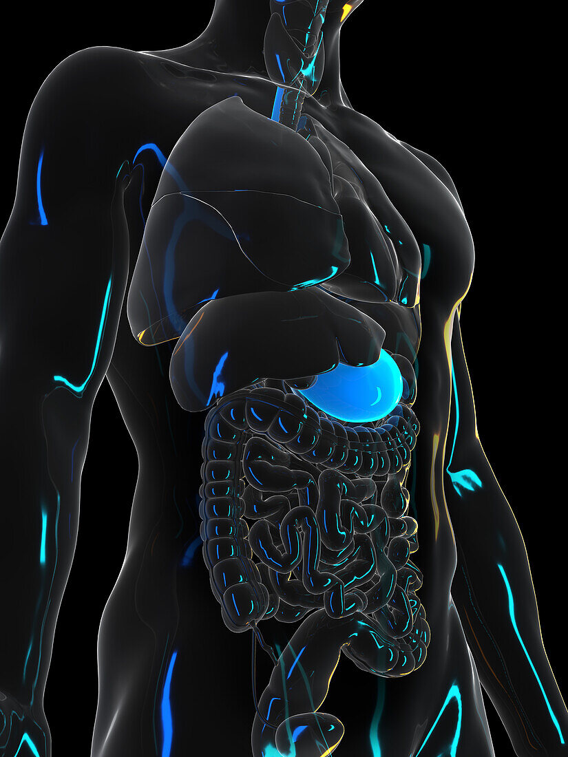 Human stomach, illustration