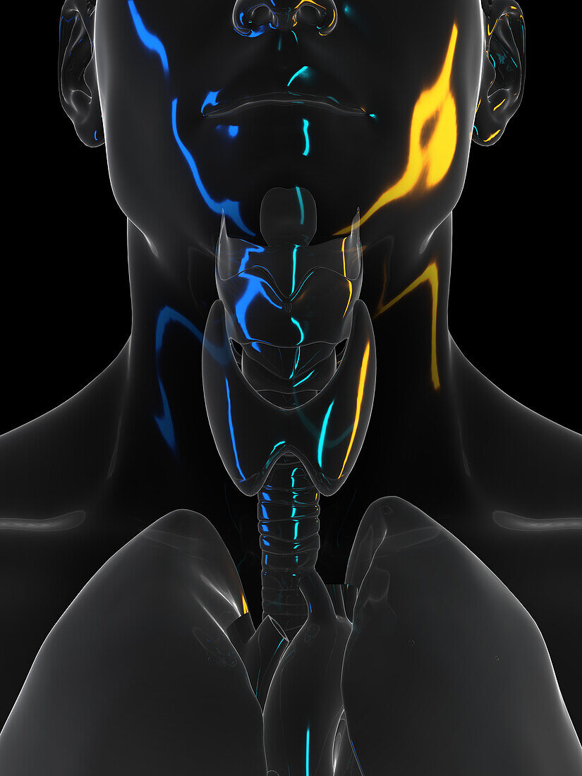 Human neck organs, illustration