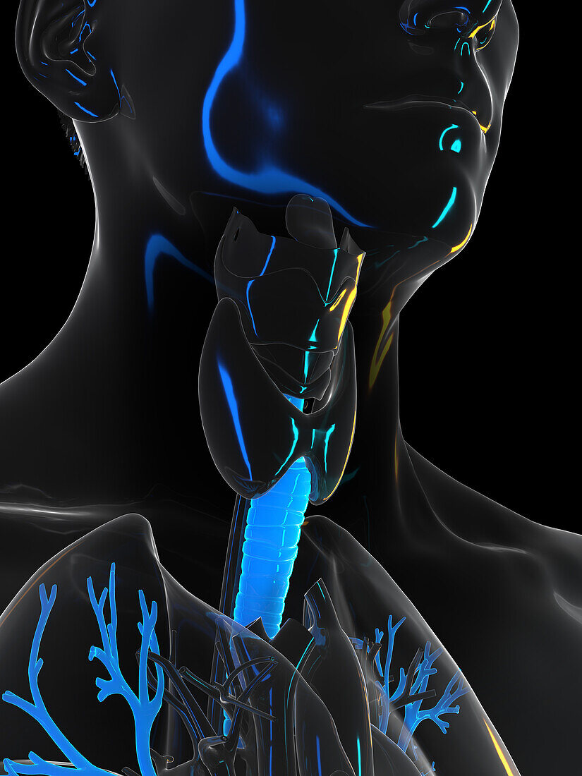 Human trachea, illustration