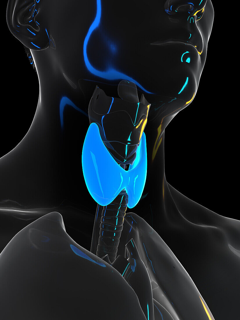 Human thyroid, illustration