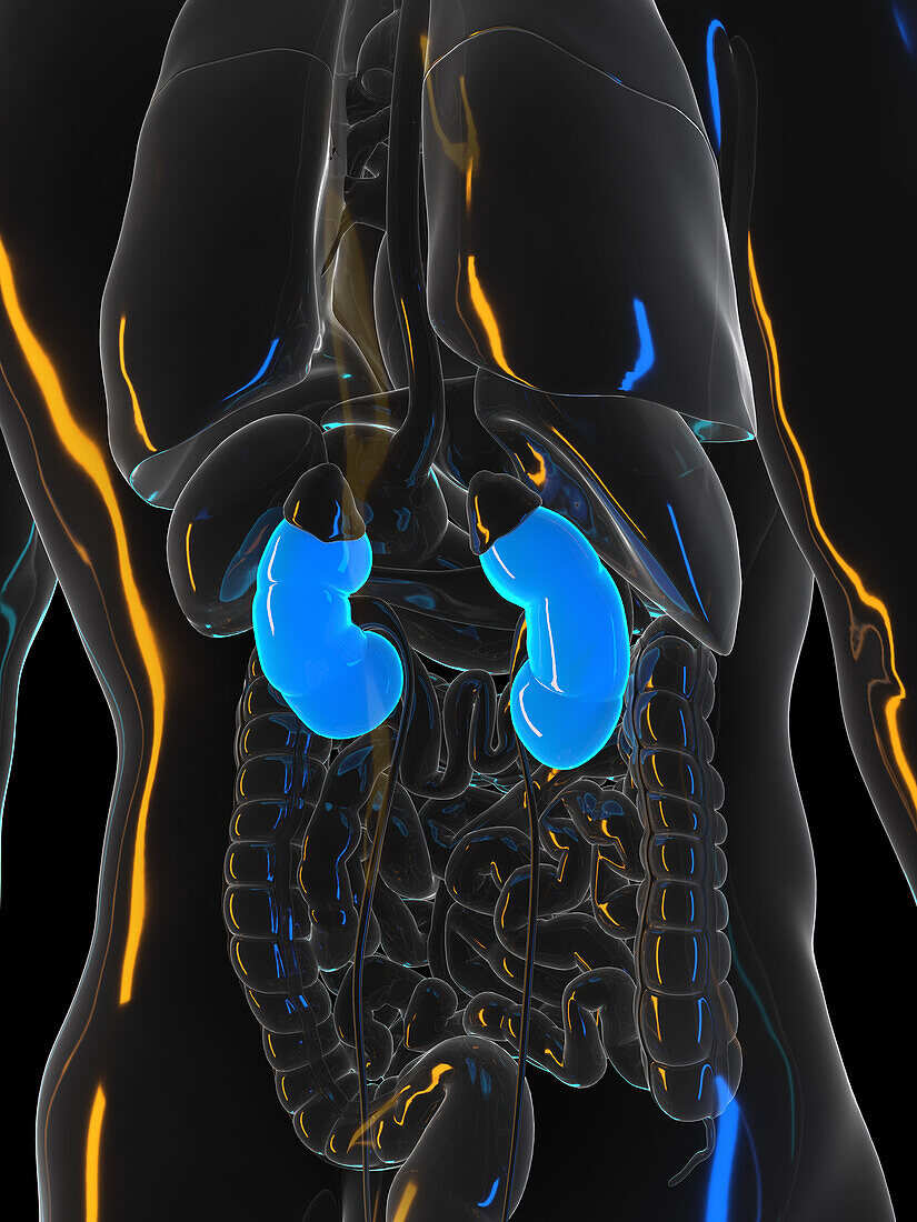 Human kidneys, illustration