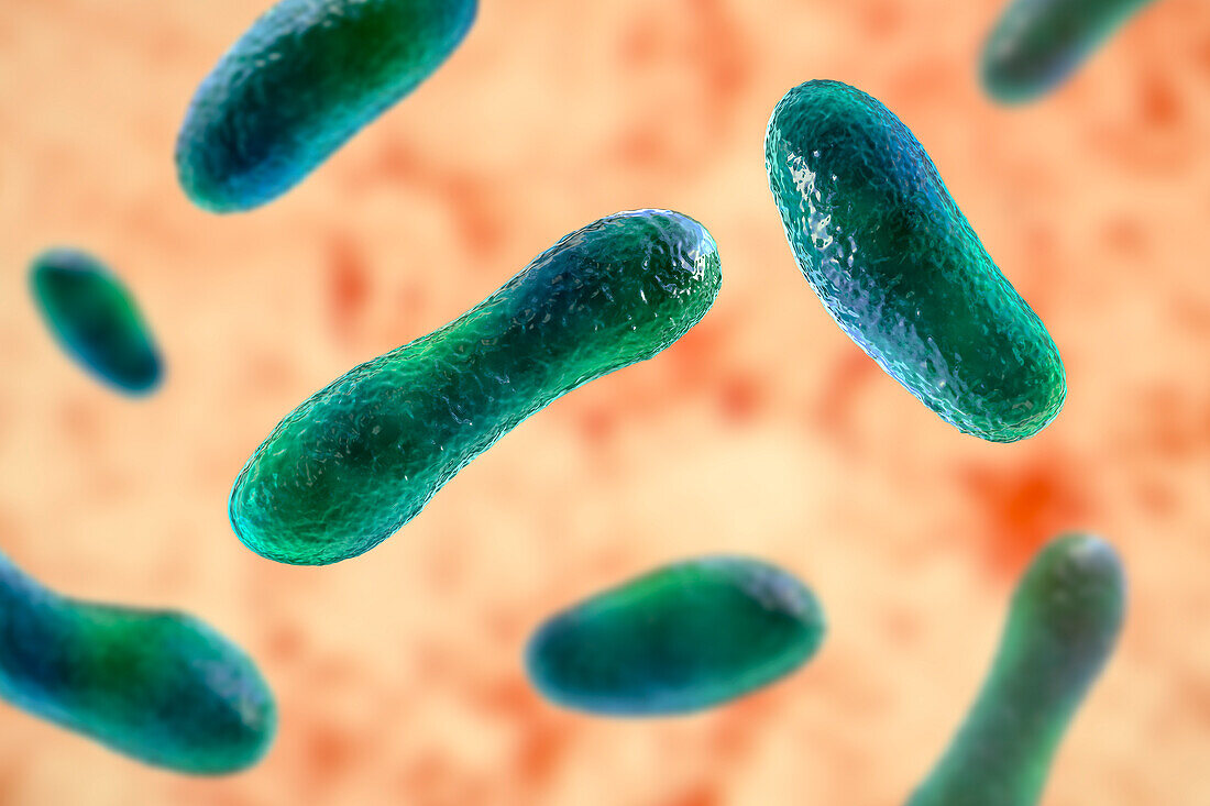 Q fever bacteria, illustration