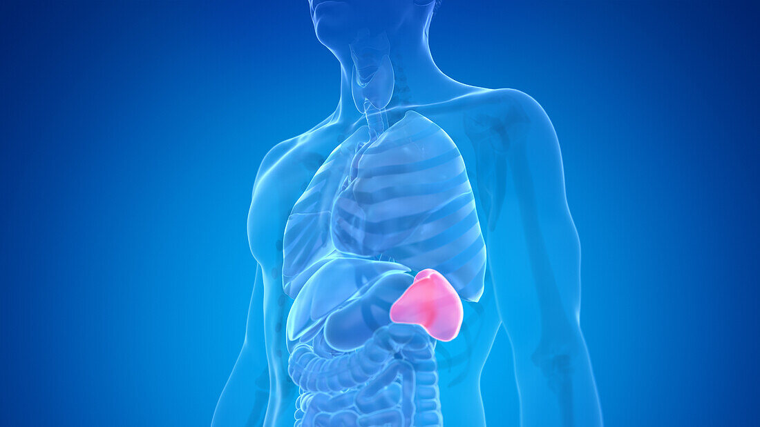 Human spleen, illustration