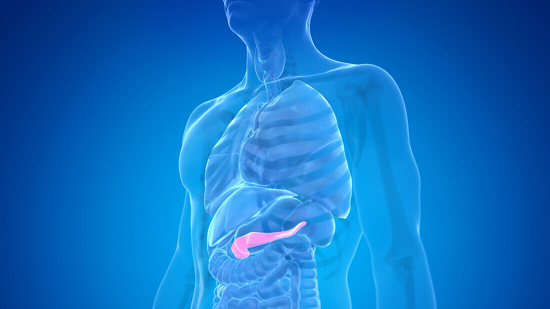 Human pancreas, illustration