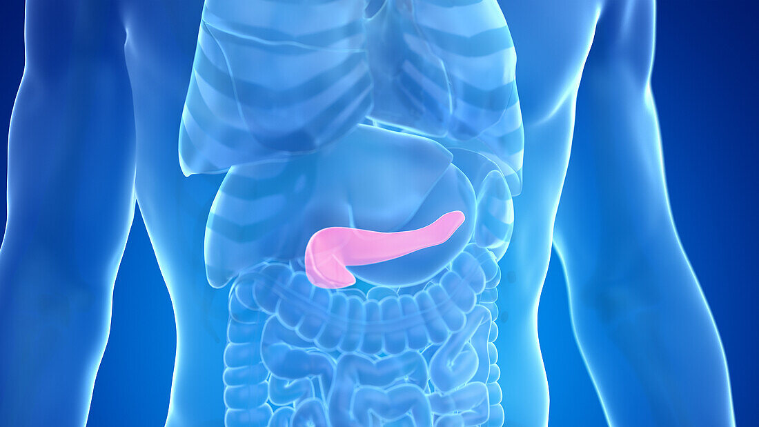 Human pancreas, illustration