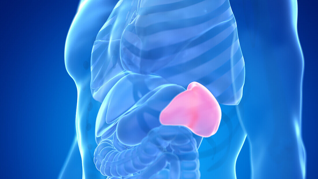 Human spleen, illustration