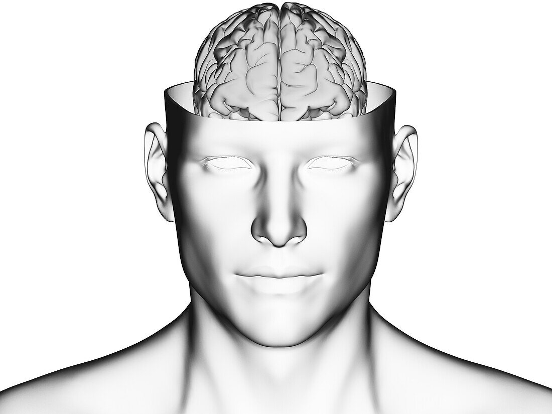 Brain in an open head, illustration