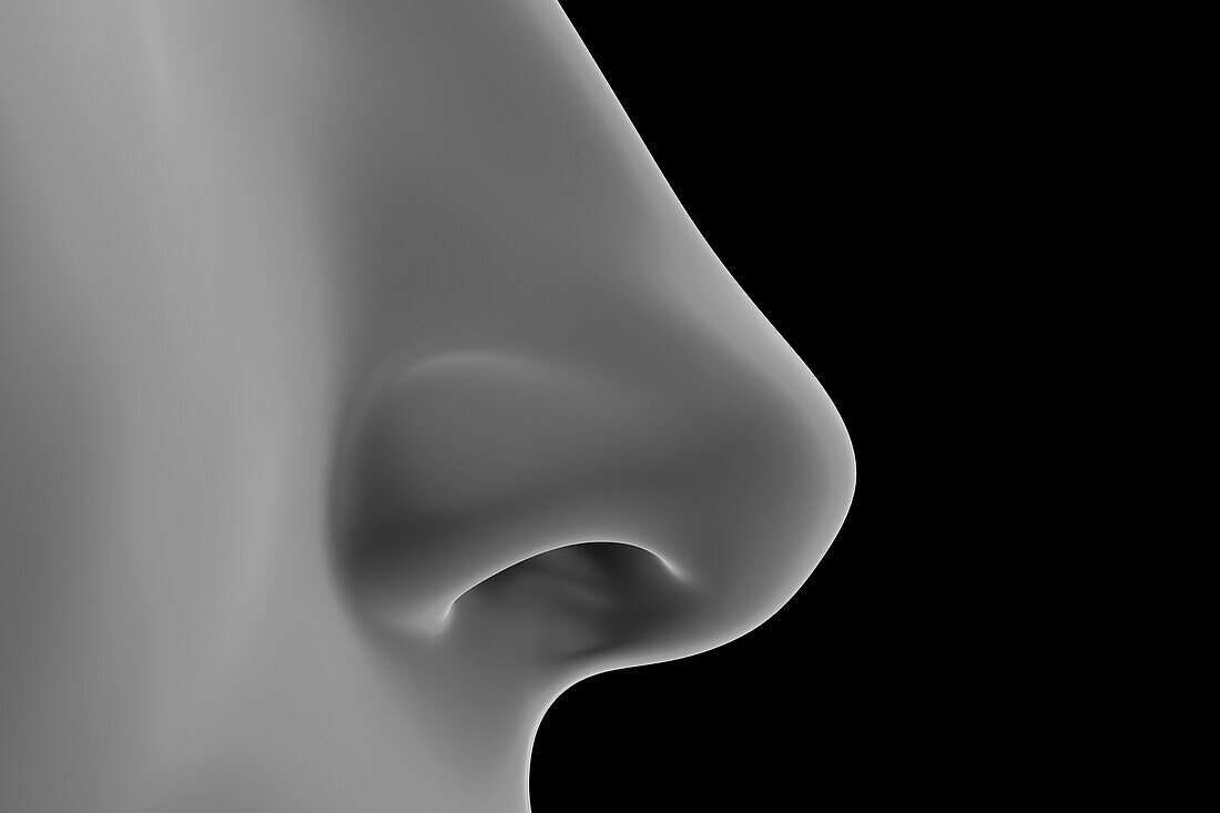 Female nose, illustration