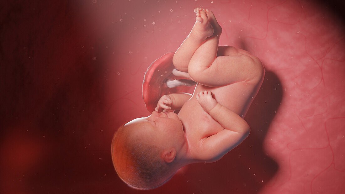 Human fetus at week 39, illustration