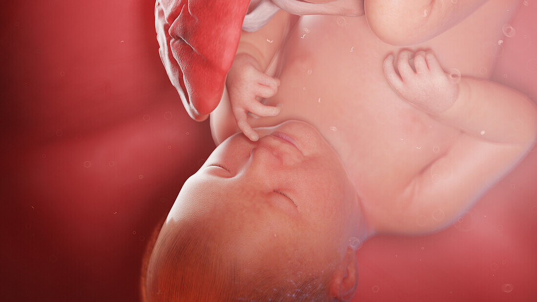 Human fetus at week 39, illustration