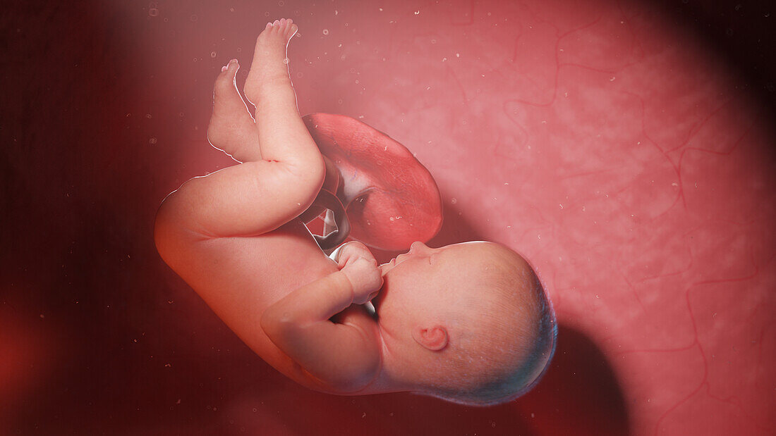 Human fetus at week 40, illustration