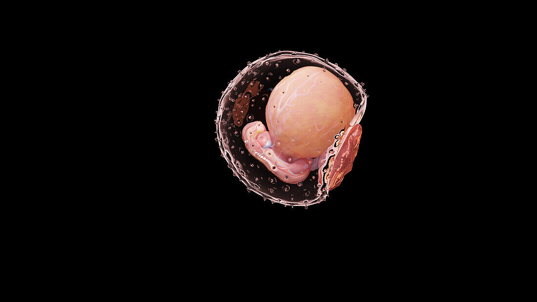 Embryo at week 4, illustration