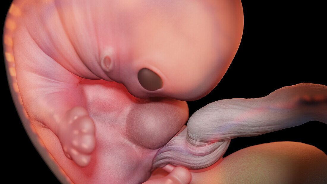 Embryo at week 7, illustration