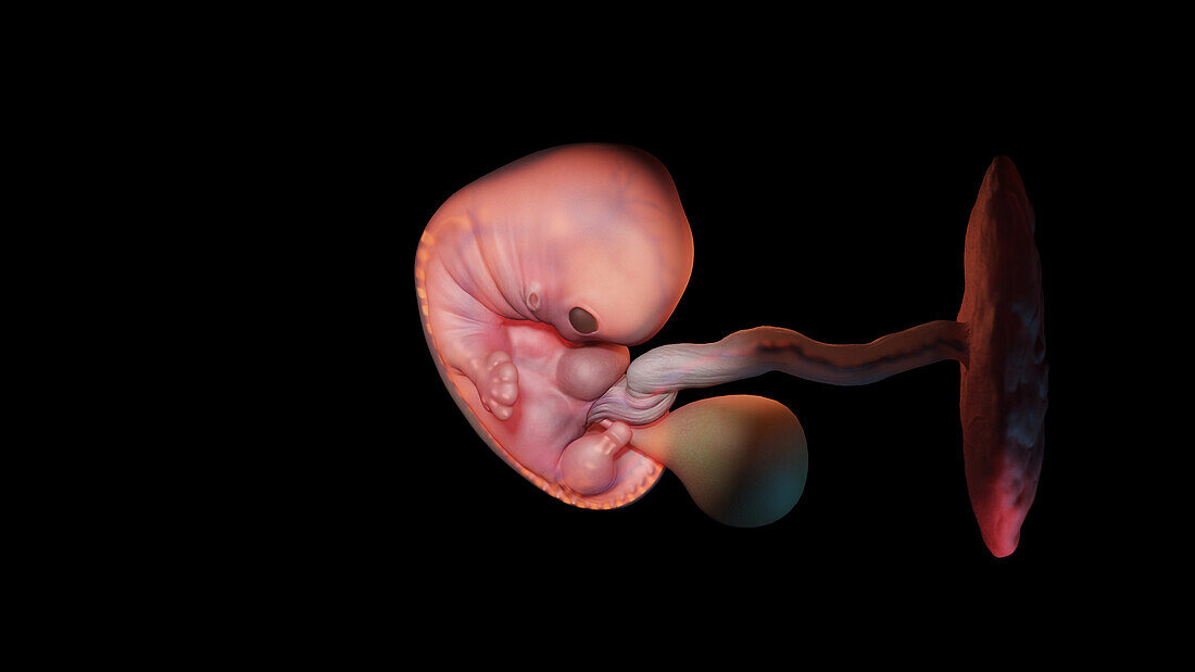 Embryo at week 7, illustration