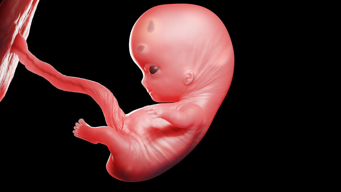 Human fetus at week 9, illustration