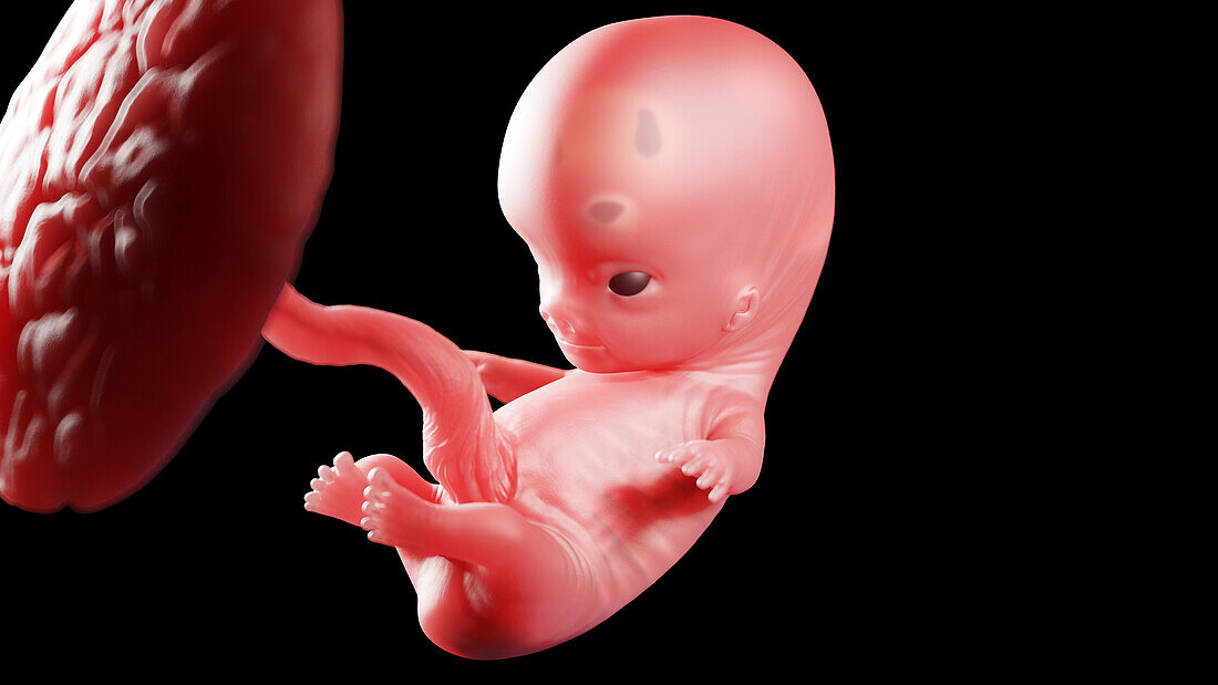 Human fetus at week 9, illustration