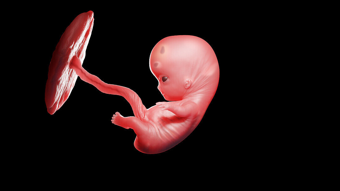 Human fetus at week 9, illustration