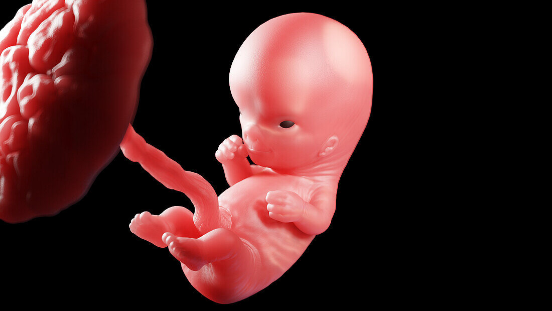 Human fetus at week 10, illustration