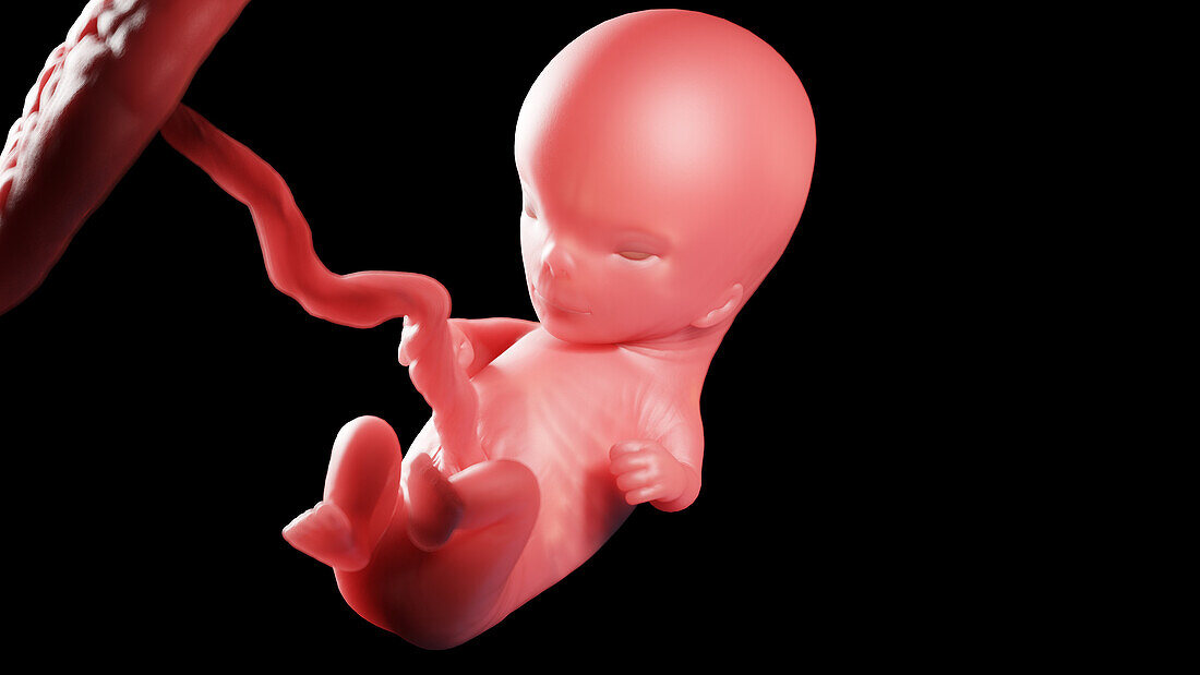 Human fetus at week 11, illustration