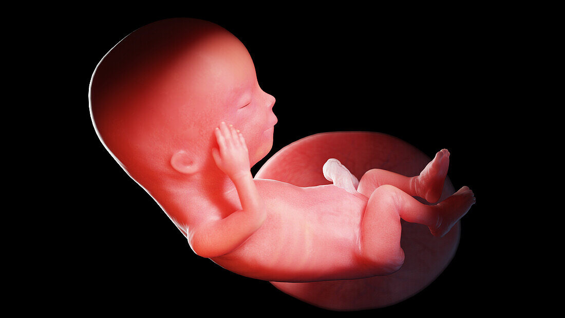 Human fetus at week 13, illustration