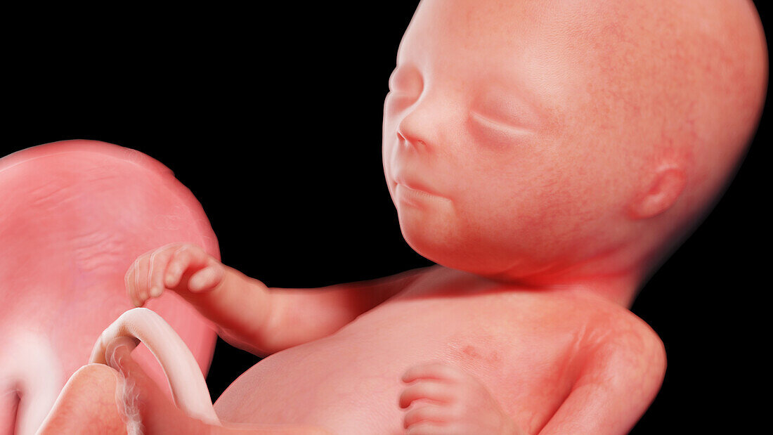 Human fetus at week 14, illustration