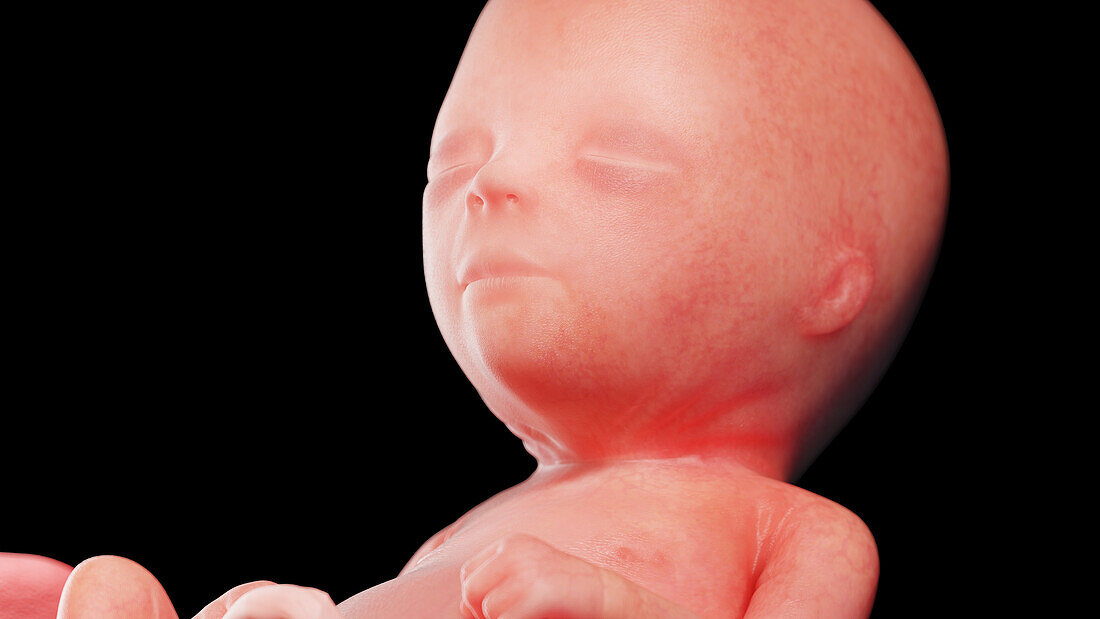 Human fetus at week 16, illustration