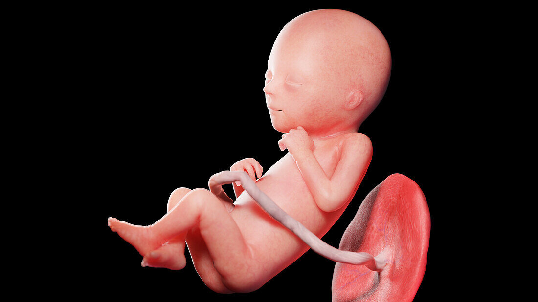 Human fetus at week, illustration
