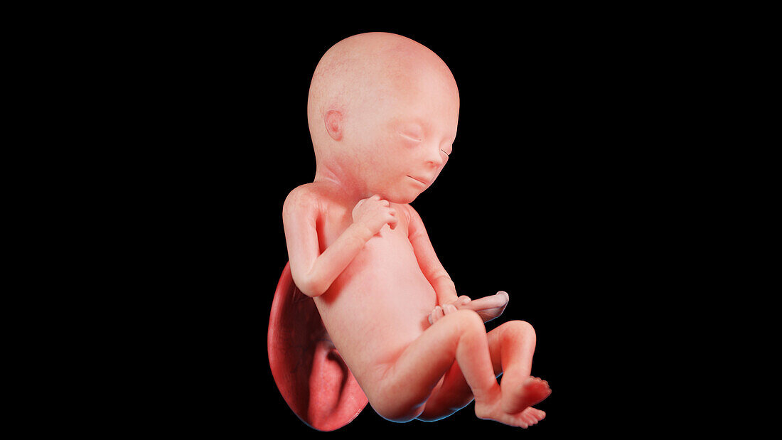 Human fetus at week 19, illustration