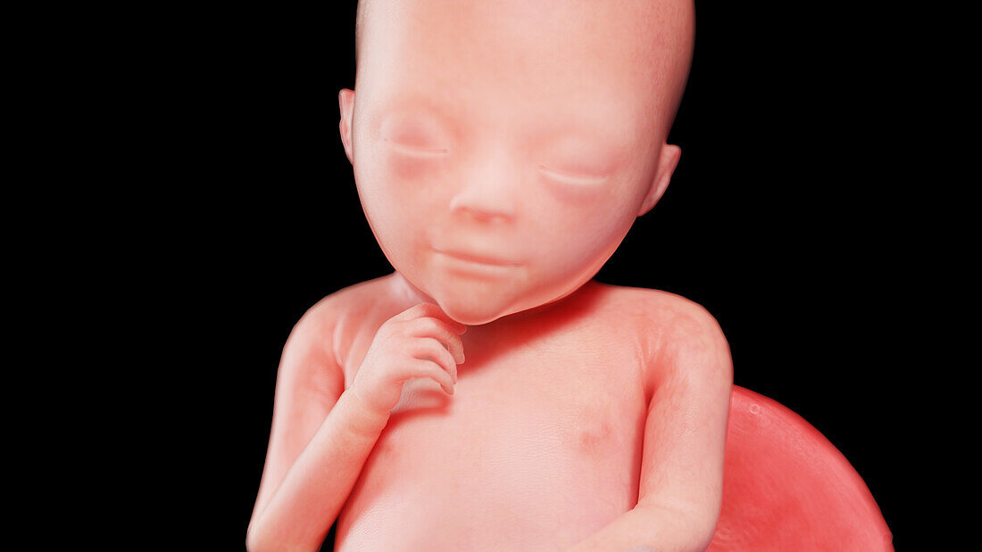 Human fetus at week 19, illustration