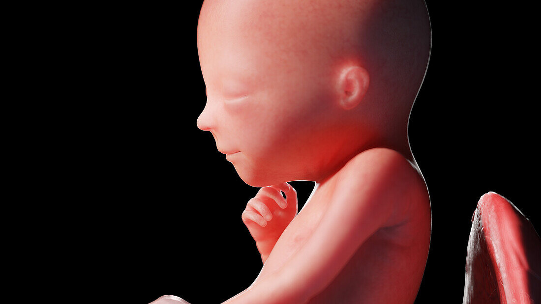 Human fetus at week 19, illustration