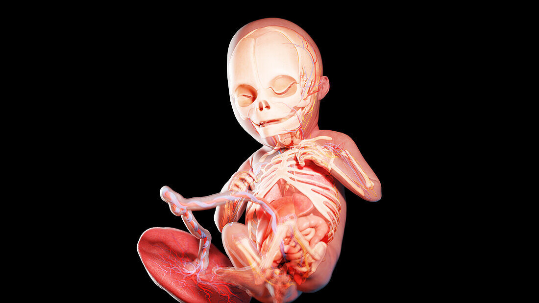 Human fetus at week 22, illustration