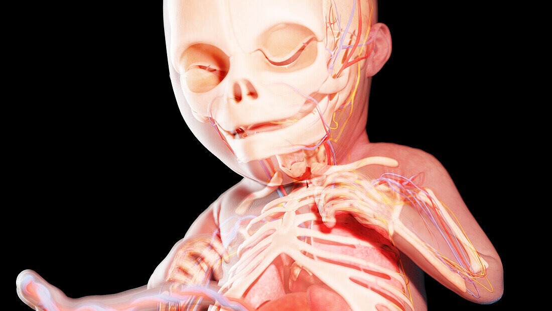 Human fetus at week 22, illustration