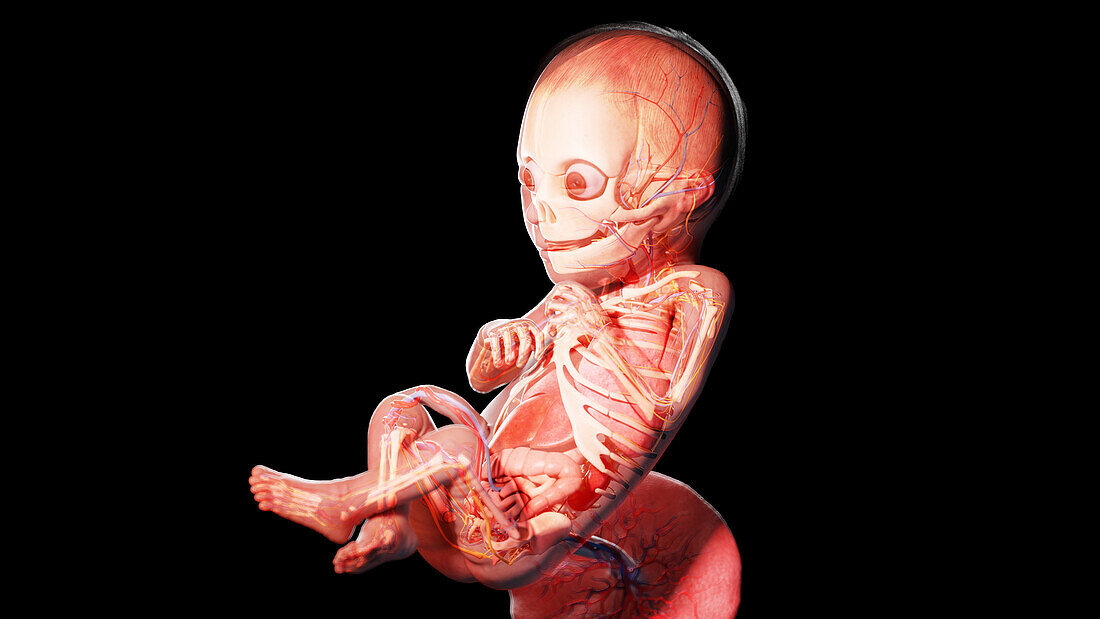 Human fetus at week 23, illustration