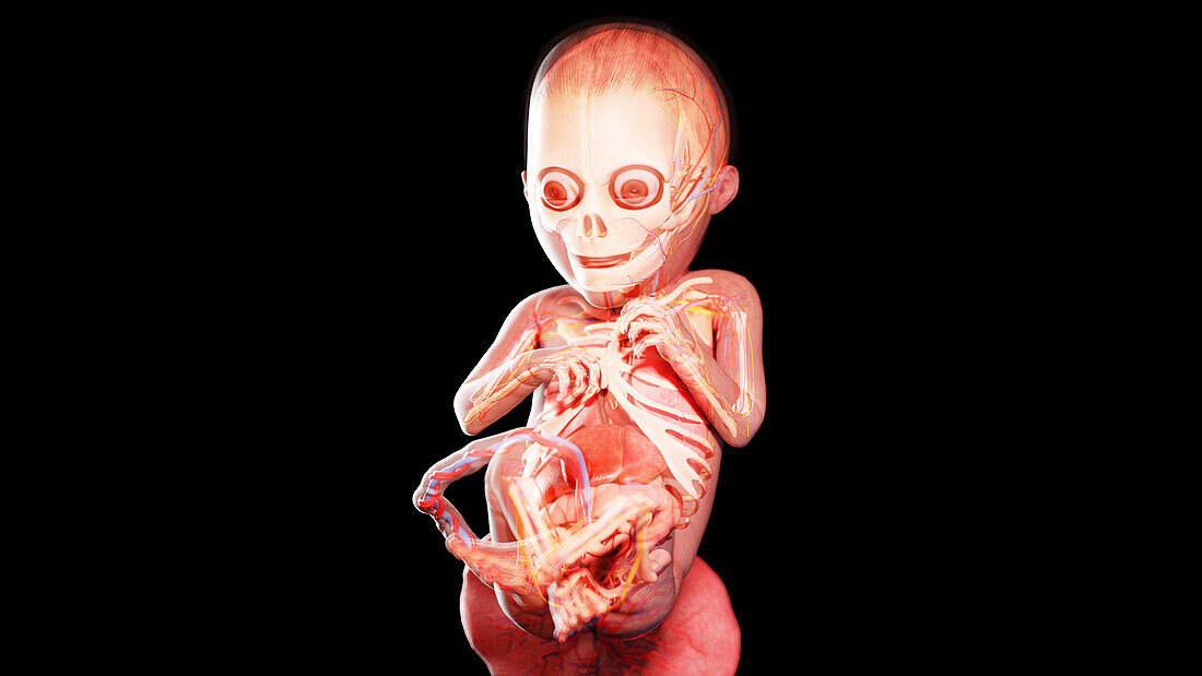 Human fetus at week 23, illustration