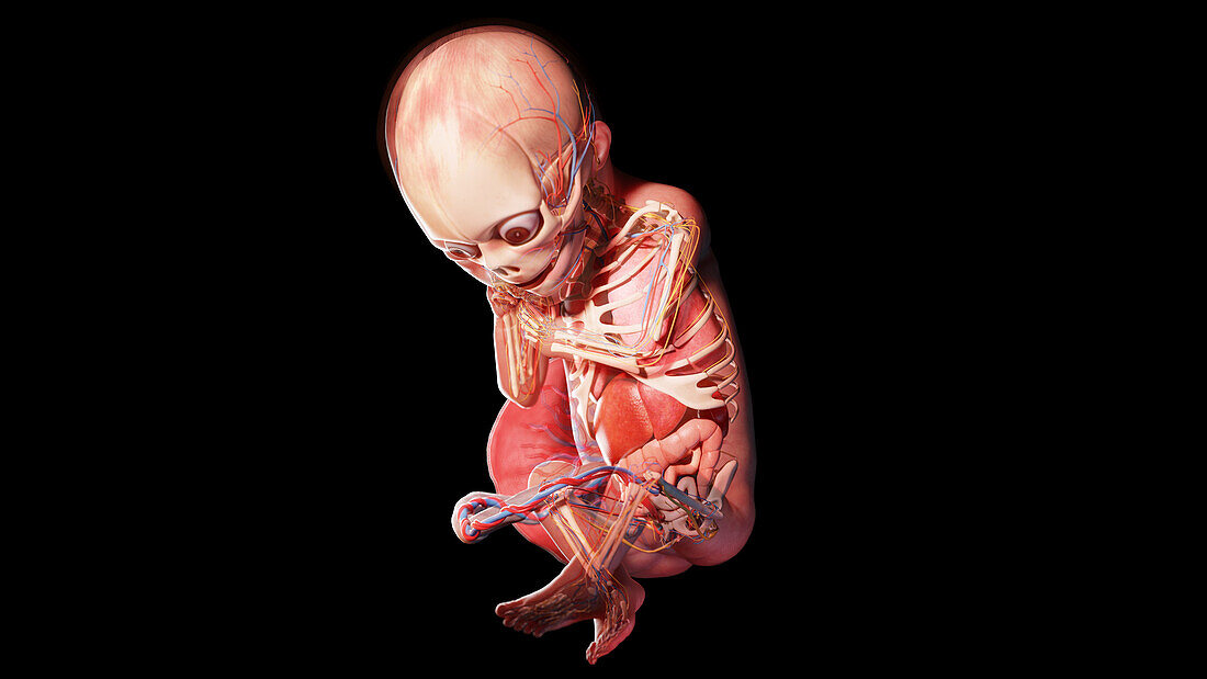 Human fetus at week 24, illustration