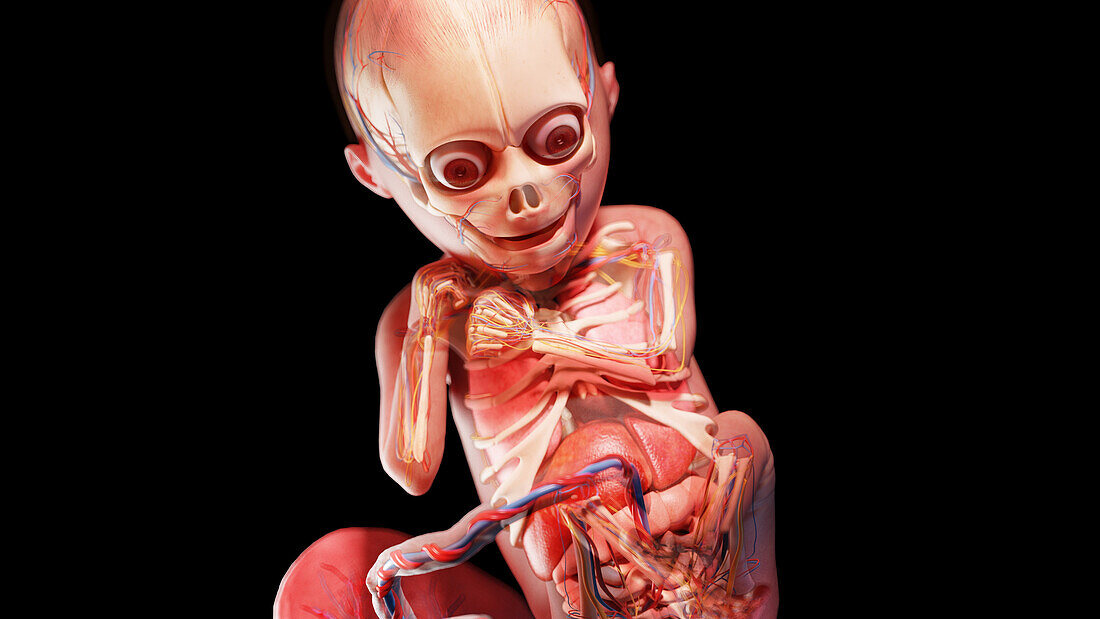 Human fetus at week 24, illustration