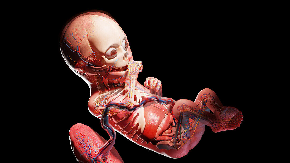 Human fetus at week 25, illustration