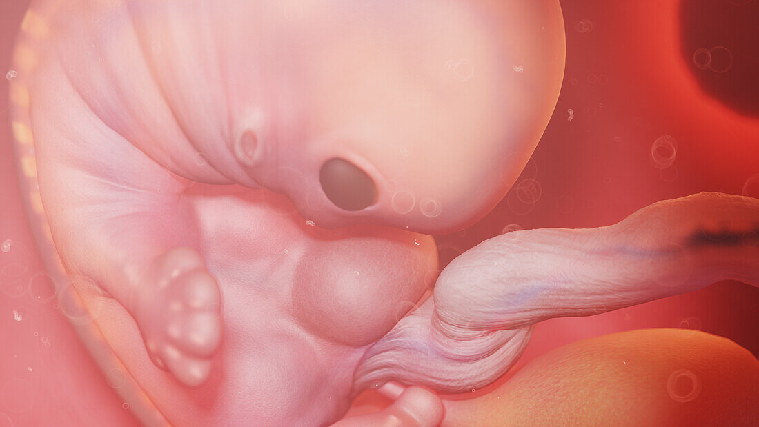 Human embryo at week 7, illustration