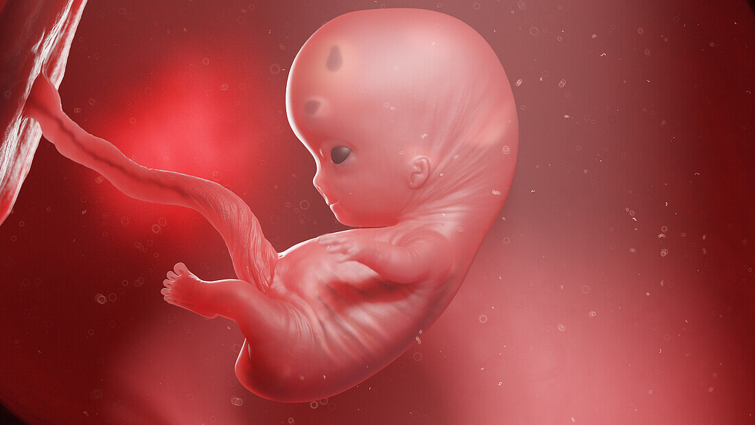 Human fetus at week 9, illustration